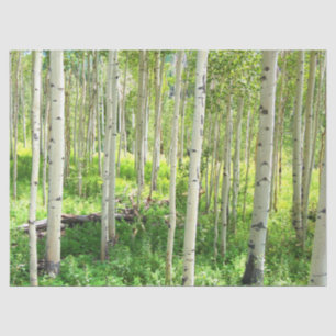 Aspen Trees Tissue Paper