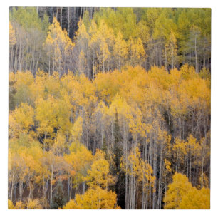 Aspen Trees White River National Forest Ceramic Tile