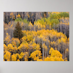 Aspen Trees   White River National Forest Poster