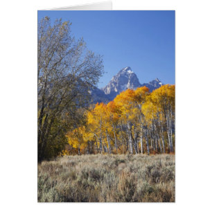 Aspen trees with the Teton mountain range 3