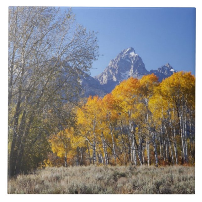 Aspen trees with the Teton mountain range 3 Ceramic Tile (Front)