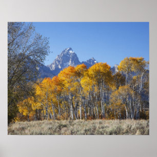 Aspen trees with the Teton mountain range 4 Poster