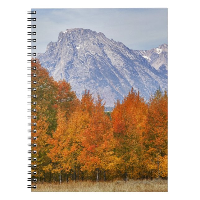 Aspen trees with the Teton mountain range 5 Notebook (Front)