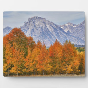 Aspen trees with the Teton mountain range 5 Plaque