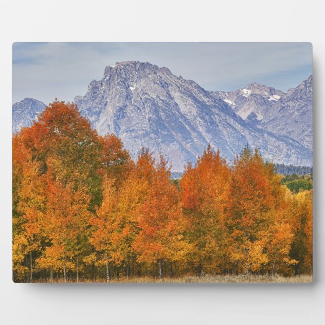 Aspen trees with the Teton mountain range 5 Plaque (Front)