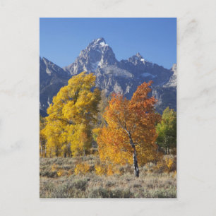 Aspen trees with the Teton mountain range 6 Postcard