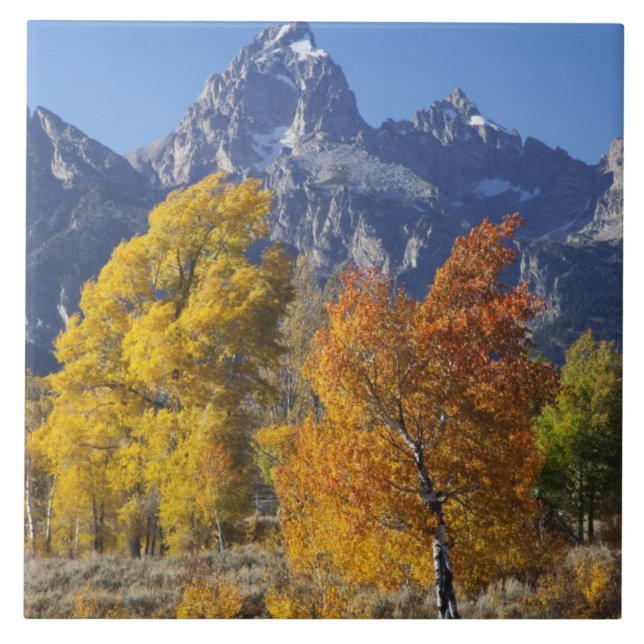 Aspen trees with the Teton mountain range 6 Tile (Front)