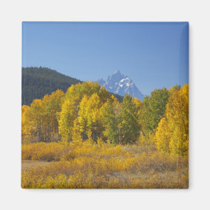 Aspen trees with the Teton mountain range 7 Magnet