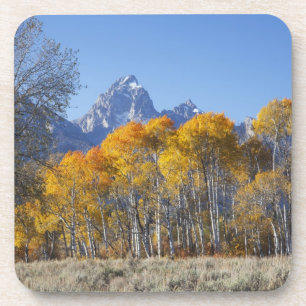 Aspen trees with the Teton mountain range Coaster