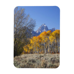 Aspen trees with the Teton mountain range Magnet