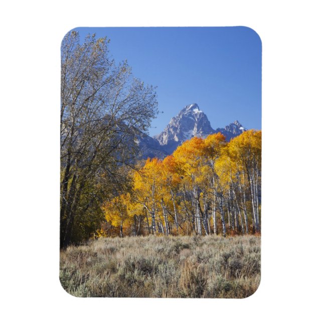 Aspen trees with the Teton mountain range Magnet (Vertical)