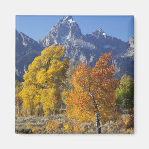 Aspen trees with the Teton mountain range Magnet