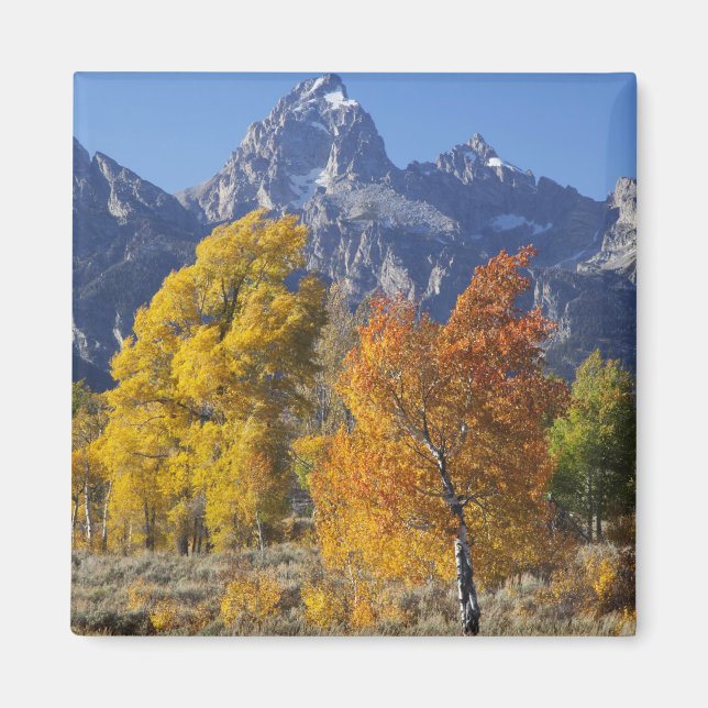 Aspen trees with the Teton mountain range Magnet (Front)