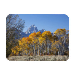 Aspen trees with the Teton mountain range Magnet