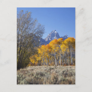 Aspen trees with the Teton mountain range Postcard