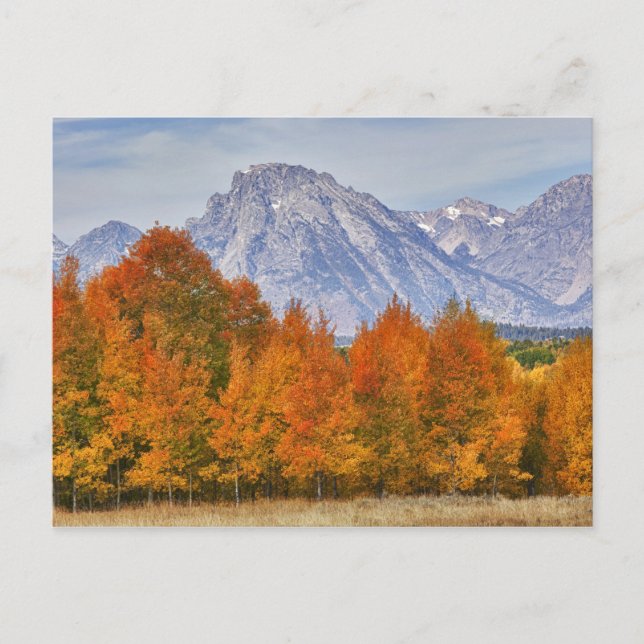 Aspen trees with the Teton mountain range Postcard (Front)