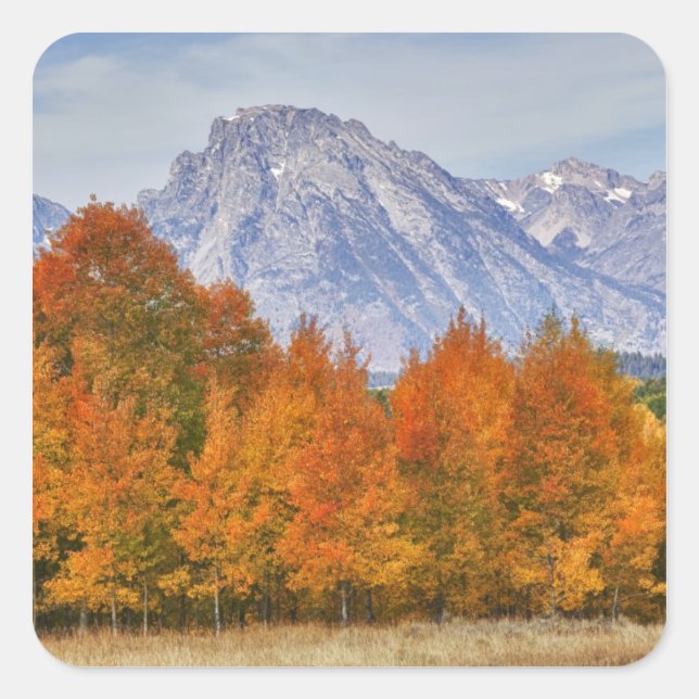 Aspen trees with the Teton mountain range Square Sticker (Front)