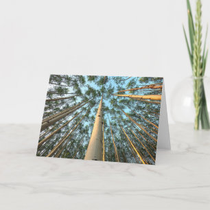 Aspen Trunks And Leaves, Yukon Card