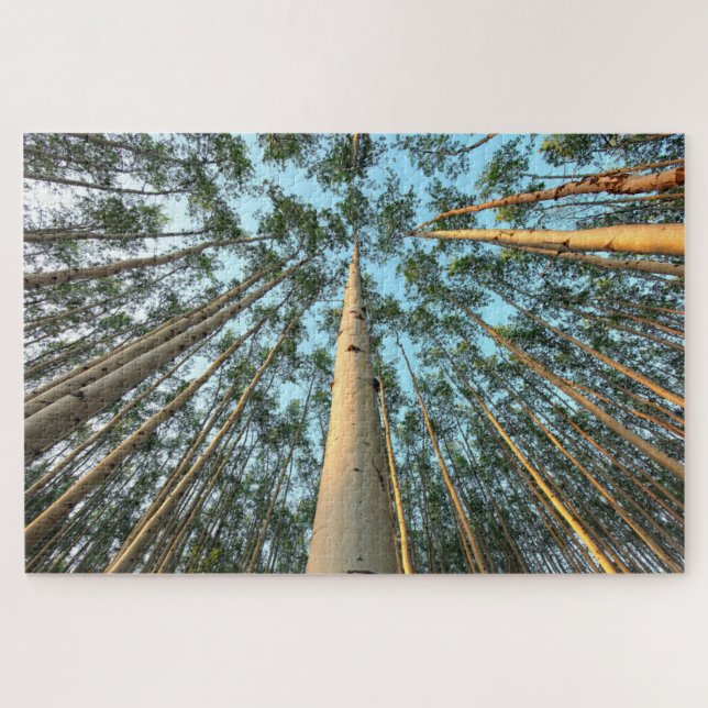 Aspen Trunks And Leaves, Yukon Jigsaw Puzzle (Horizontal)