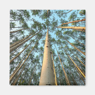 Aspen Trunks And Leaves, Yukon Magnet