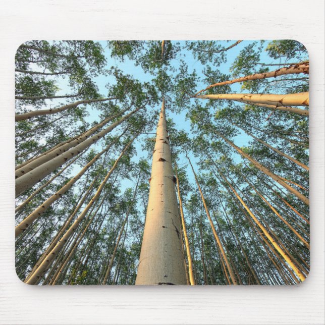 Aspen Trunks And Leaves, Yukon Mouse Pad (Front)