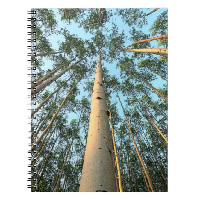 Aspen Trunks And Leaves, Yukon Notebook (Front)