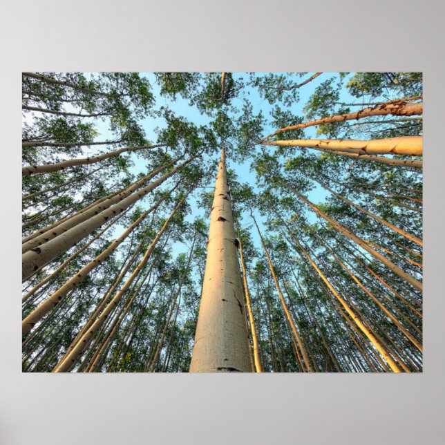 Aspen Trunks And Leaves, Yukon Poster (Front)