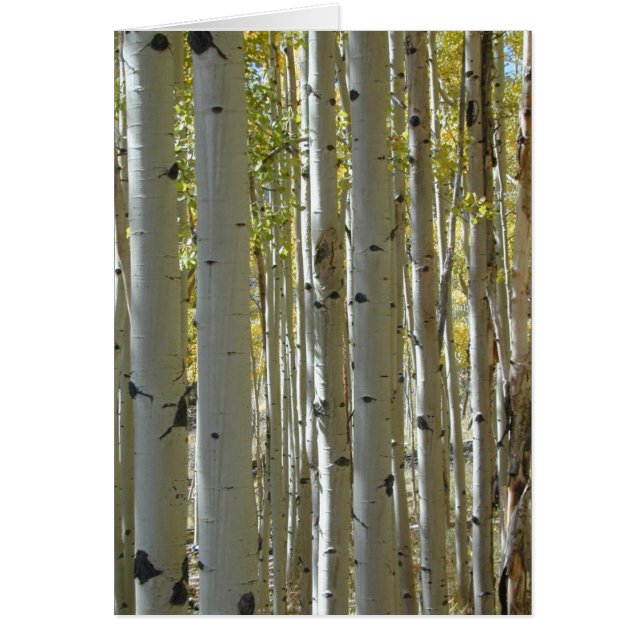 Aspen Trunks card (Front)