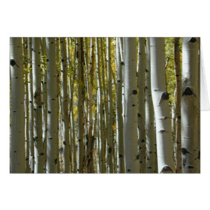 Aspen Trunks II card