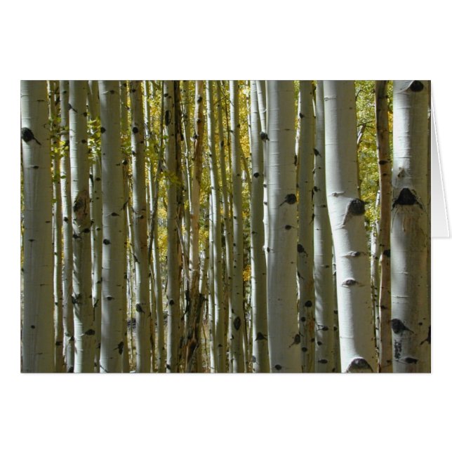 Aspen Trunks II card (Front Horizontal)