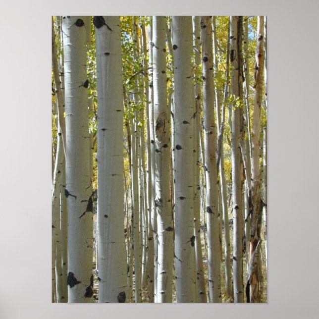 Aspen Trunks vertical print (Front)