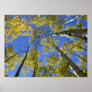 Aspens from Below print