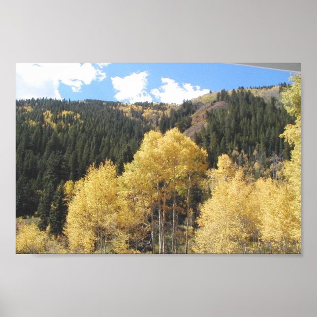 Aspens In Fall, On Shultz Pass Road Near Flagstaff Poster (Front)