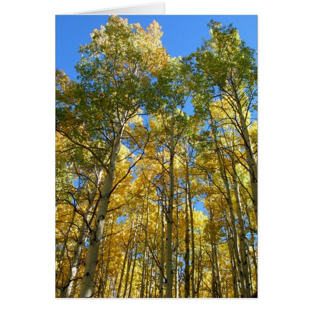 Aspens in the Fall (Front)