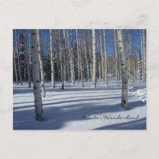 Aspens in Winter postcard