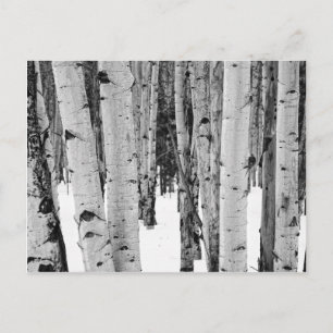 Aspens Postcard