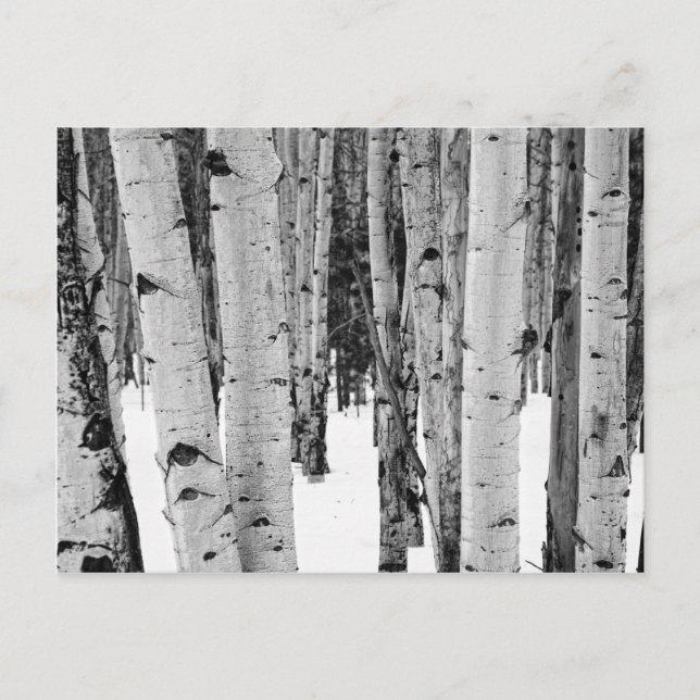 Aspens Postcard (Front)