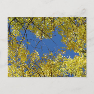Aspens Postcard