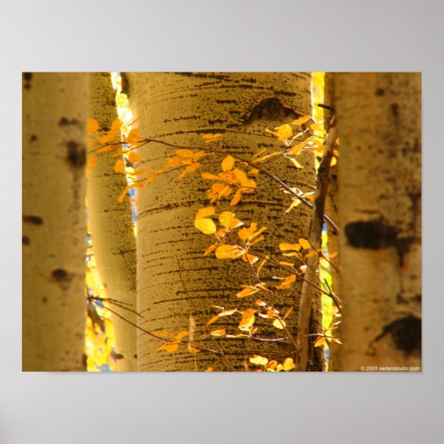 Aspens Up Close Poster (Front)