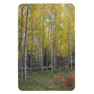 Aspen's yellow glow magnet