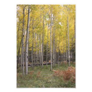 Aspens yellow glow photo print
