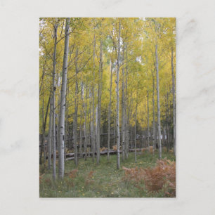 Aspen's yellow glow postcard