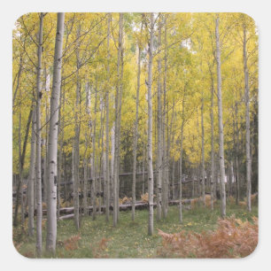Aspen's yellow glow square sticker