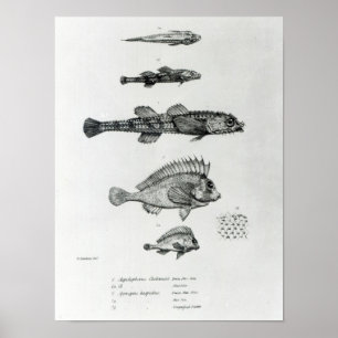 Aspidophorus Chiloensis and Agriopus Hispidus Poster