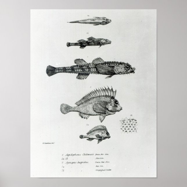 Aspidophorus Chiloensis and Agriopus Hispidus Poster (Front)