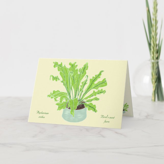 Asplenium Bird's nest fern - drawing on orange. Card (Front)