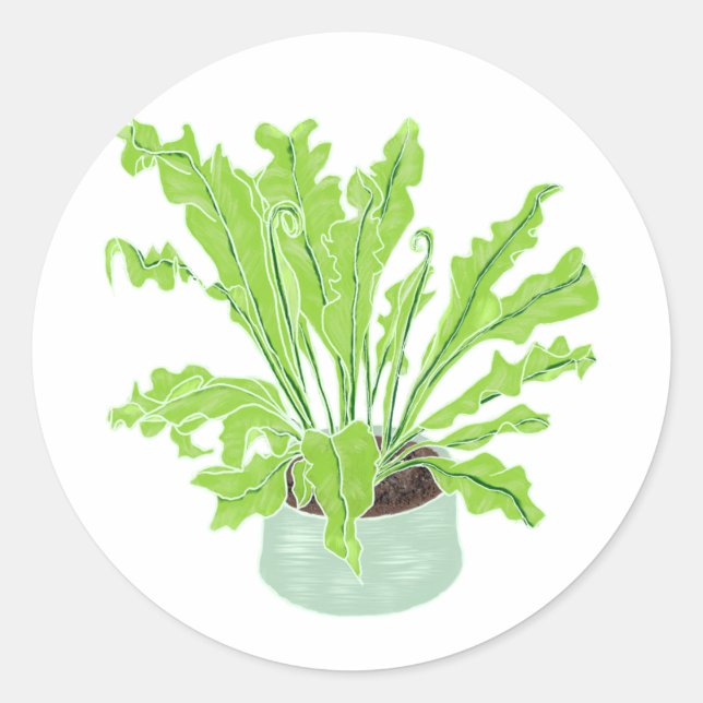 Asplenium Bird's nest fern - drawing on white.   Classic Round Sticker (Front)