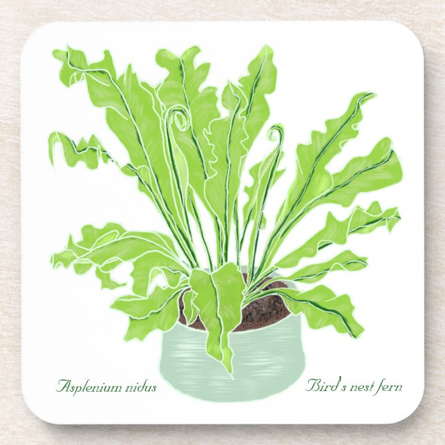 Asplenium Bird's nest fern - drawing on white.  Coaster (Front)