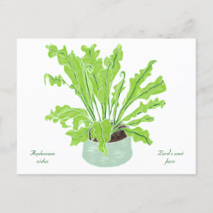 Asplenium Bird's nest fern - drawing on white. Postcard