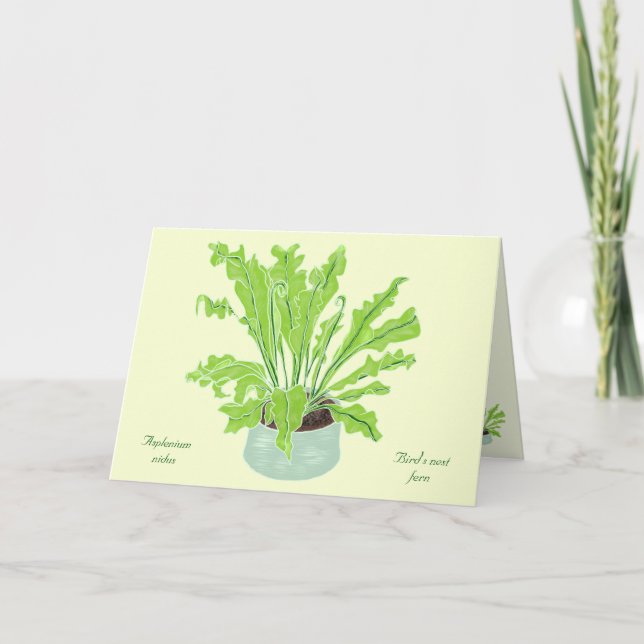Asplenium Bird's nest fern - drawing on yellow. Card (Front)